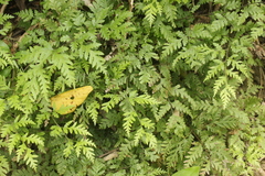 Pteris macilenta
