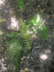 Asplenium gracillimum
