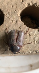 Heteronychus arator