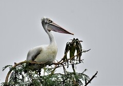 Pelecanus philippensis