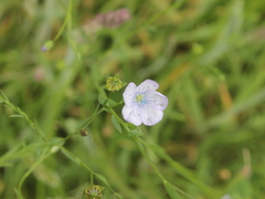 Linum bienne