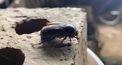 Heteronychus arator