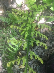 Asplenium gracillimum