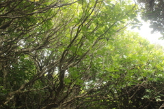 Dysoxylum spectabile