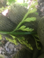 Asplenium gracillimum