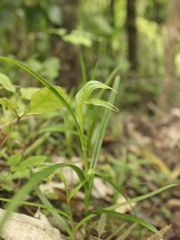 Pterostylis porrecta