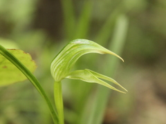 Pterostylis porrecta