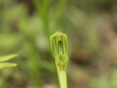 Pterostylis porrecta