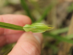Pterostylis porrecta