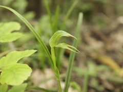 Pterostylis porrecta
