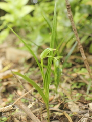 Pterostylis porrecta