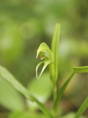 Pterostylis porrecta