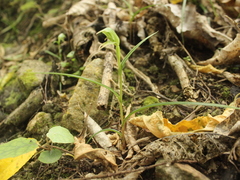 Pterostylis porrecta
