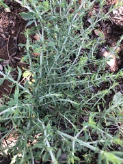 Pollichia campestris