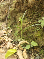 Pterostylis porrecta
