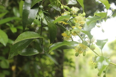 Passiflora tetrandra