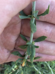 Pollichia campestris