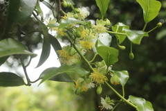 Passiflora tetrandra