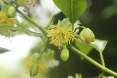 Passiflora tetrandra