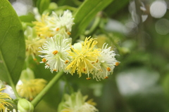 Passiflora tetrandra