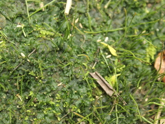 Anthoceros