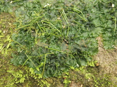 Anthoceros