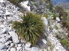 Aciphylla