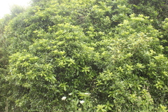 Melicytus ramiflorus