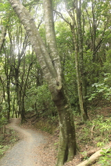 Beilschmiedia tawa
