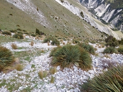 Aciphylla