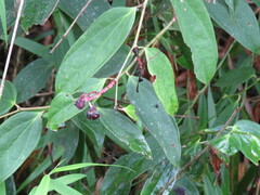 Cavendishia bracteata