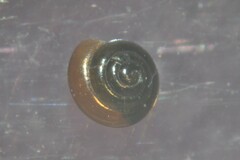 Euconulus alderi