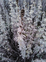 Artemisia alba