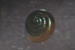 Euconulus alderi
