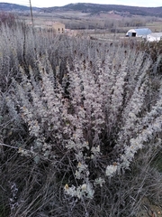 Artemisia alba