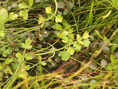 Apium prostratum filiforme