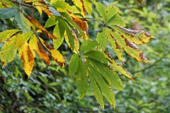 Aesculus indica