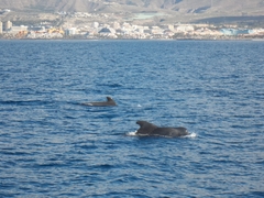 Globicephala macrorhynchus
