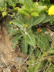 Sonchus kirkii