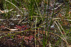 Synthemis eustalacta