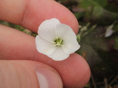 Linum monogynum