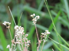 Ageratum conyzoides