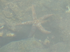 Coscinasterias tenuispina