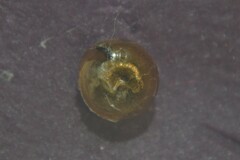 Euconulus alderi