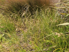 Bolboschoenus caldwellii