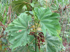 Begonia parviflora