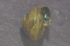 Euconulus alderi