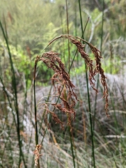 Machaerina articulata