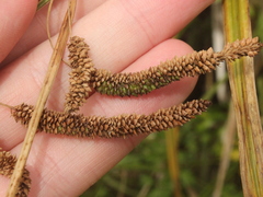 Carex geminata