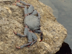 Grapsus adscensionis